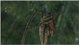 D:\Microcosmos\Swallowtail] [07/14] - 021.jpg (1/1) (Video Capture)