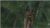 D:\Microcosmos\Swallowtail] [08/14] - 021.jpg (1/1) (Video Capture)