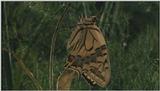 D:\Microcosmos\Swallowtail] [14/14] - 021.jpg (1/1) (Video Capture)