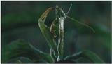 D:\Microcosmos\Mantis [1/6] - 006.jpg (1/1) (Video Capture)