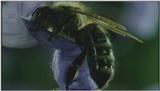 D:\Microcosmos\Honeybee [02/10] - 047.jpg (1/1) (Video Capture)