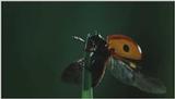 D:\Microcosmos\Ladybird] [01/34] - 058.jpg (1/1) (Video Capture)