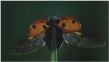 D:\Microcosmos\Ladybird] [01/34] - 058.jpg (1/1) (Video Capture)