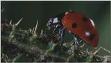 Microcosmos\Ladybug, Plant Louse, Carpenter Ants [01/13] - 082.jpg (1/1) (Video Capture)