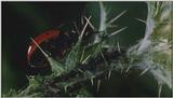 Microcosmos\Ladybug, Plant Louse, Carpenter Ants [01/13] - 082.jpg (1/1) (Video Capture)