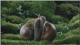 D:\Microcosmos\Garden Snails] [01/20] - 112.jpg (1/1) (Video Capture)