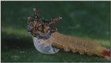 D:\Microcosmos\Caterpillar hatches] [03/22] - 130.jpg (1/1) (Video Capture)