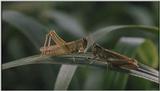 D:\Microcosmos\Grasshopper [1/3] - 010.jpg (1/1) (Video Capture)