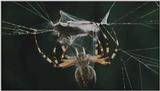 D:\Microcosmos\Spider] [1/8] - 152.jpg (1/1) (Video Capture)