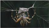 D:\Microcosmos\Spider] [2/8] - 152.jpg (1/1) (Video Capture)