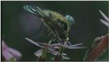 D:\Microcosmos\Honeybee] [08/10] - 160.jpg (1/1) (Video Capture)