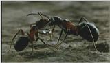 D:\Microcosmos\Ants] [08/10] - 186.jpg (1/1)
