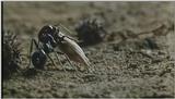 Microcosmos\Gathering Ants [2/3] - 189.jpg (1/1) (Video Capture)