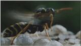 D:\Microcosmos\Polist Wasp] [02/22] - 191.jpg (1/1) (Video Capture)