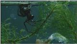 D:\Microcosmos\Water Spider] [3/9] - 241.jpg (1/1) (Video Capture)