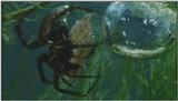 D:\Microcosmos\Water Spider] [5/9] - 243.jpg (1/1) (Video Capture)