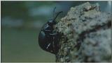D:\Microcosmos\Beetle] [1/2] - 260.jpg (1/1) (Video Capture)