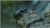 D:\Microcosmos\Beetle] [2/2] - 261.jpg (1/1) (Video Capture)