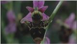 D:\Microcosmos\Ophrys Orchid] [2/6] - 263.jpg (1/1) (Video Capture)