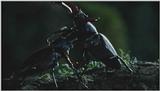 [Microcosmos - European Stag Beetle] [4/7] - 277.jpg (1/1) (Video Capture)
