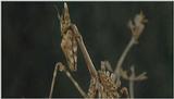 D:\Microcosmos\Mantis [6/6] - 291.jpg (1/1) (Video Capture)
