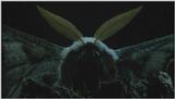 D:\Microcosmos\Moth's Flight] [01/13] - 292.jpg (1/1) (Video Capture)