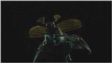 D:\Microcosmos\King Gold-beetle [2/5] - 293.jpg (1/1) (Video Capture)