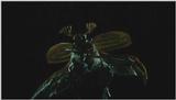 D:\Microcosmos\King Gold-beetle [2/5] - 293.jpg (1/1) (Video Capture)