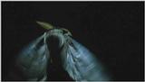 D:\Microcosmos\Moth's Flight] [01/13] - 292.jpg (1/1) (Video Capture)
