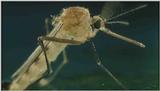 D:\Microcosmos\Mosquito hatches [01/28] - 309.jpg (1/1) (Video Capture)