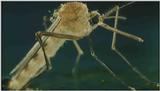 D:\Microcosmos\Mosquito hatches [01/28] - 309.jpg (1/1) (Video Capture)