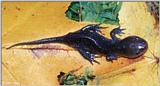 Mole Salamander(Ambystoma talpoideum) #2