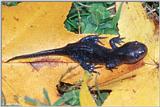 Mole Salamander(Ambystoma talpoideum) #1