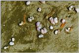 Mollusks at Tybee Island - mollusk1.jpg