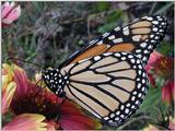Monarch -- monarch butterfly (Danaus plexippus)