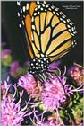 Butterfly, 118K -- monarch butterfly (Danaus plexippus)