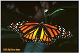 Monarch Butterfly - Monarch.jpg