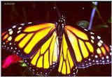 File 03 of 18 - monarch butterfly (Danaus plexippus) - Monarch1a.jpg
