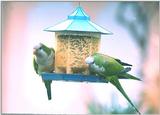 More parakeets feeding - MonkParakeet 10.jpg