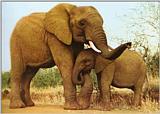 Mother-Elephant