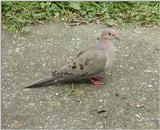 Mourning dove 2