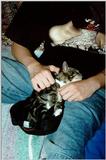 Boy and Kitten - mugsy03.jpg