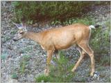 New -- mule deer (Odocoileus hemionus)