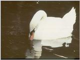 Swan - Swan.jpg