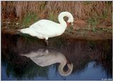Re: Request:  Swan pictures
