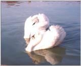Waterfowl Mute Swan