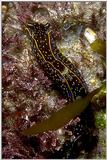 - navanax.jpg (0/2) Pacific Coast Slug