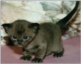 Brown (sable) Burmese Cat Baby