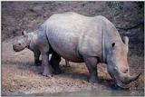 Neushoorn-moeder -- White Rhinoceros with calf (Ceratotherium simum)