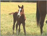 QUARTER HORSE FOAL  3 DAYS OLD